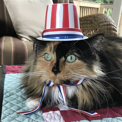 cat elected as mayor